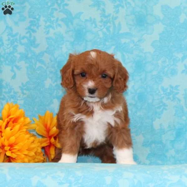 Vanilla, Cavapoo Puppy